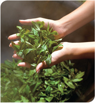Leafy Greens