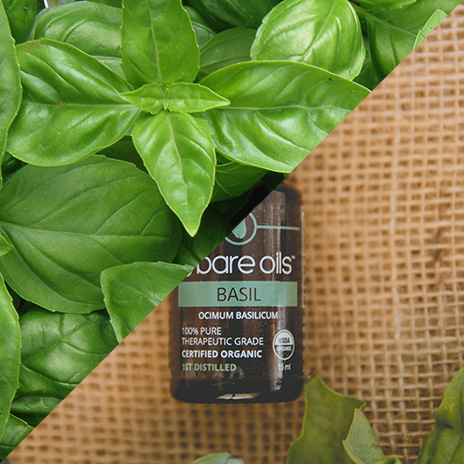 Basil